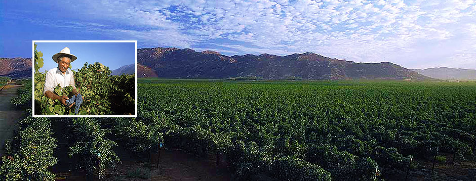 Wine Country