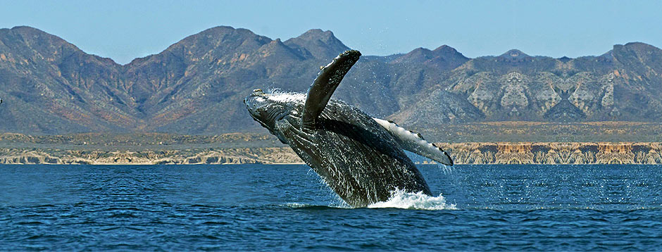 Whale Sighting